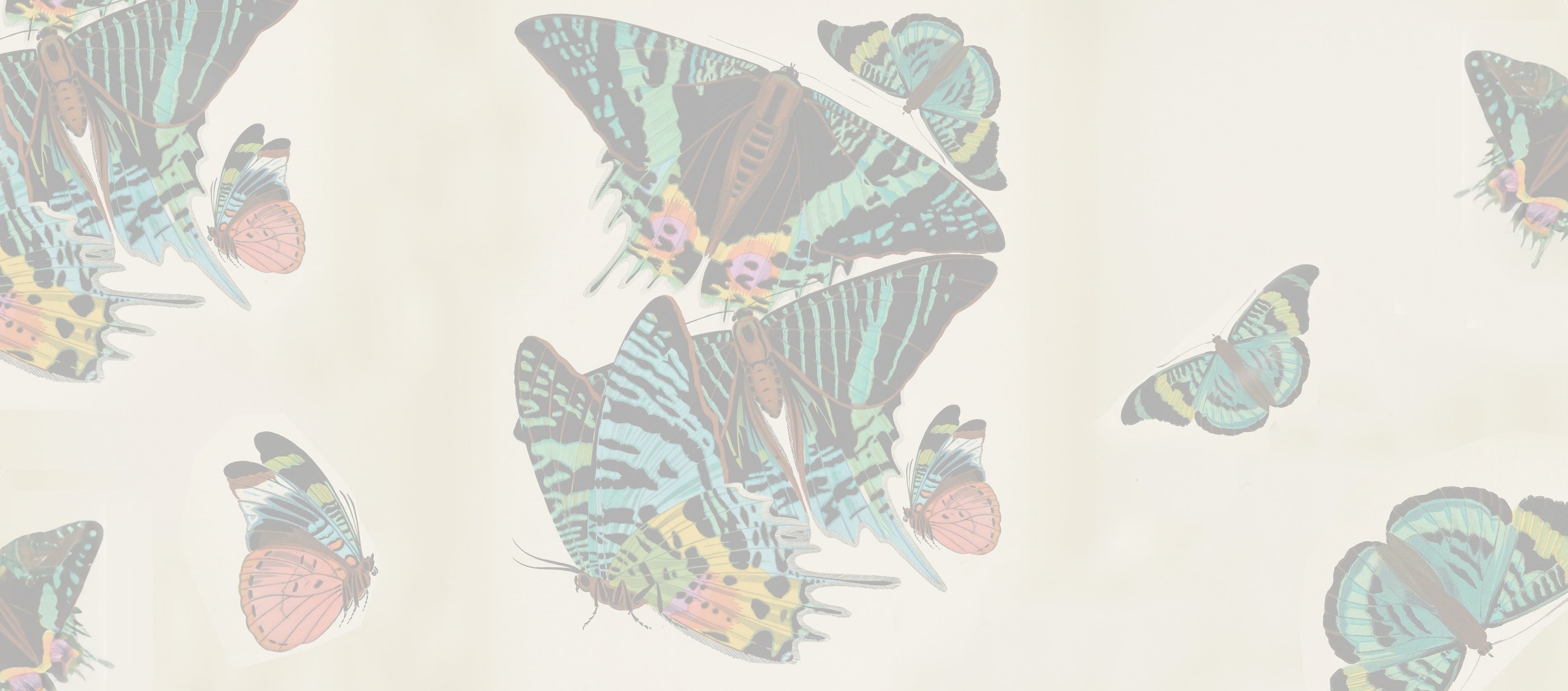 butterflies-adjusted-faded.jpg__PID:79ff0a3d-20a2-4ccf-8fed-953585d4c74b